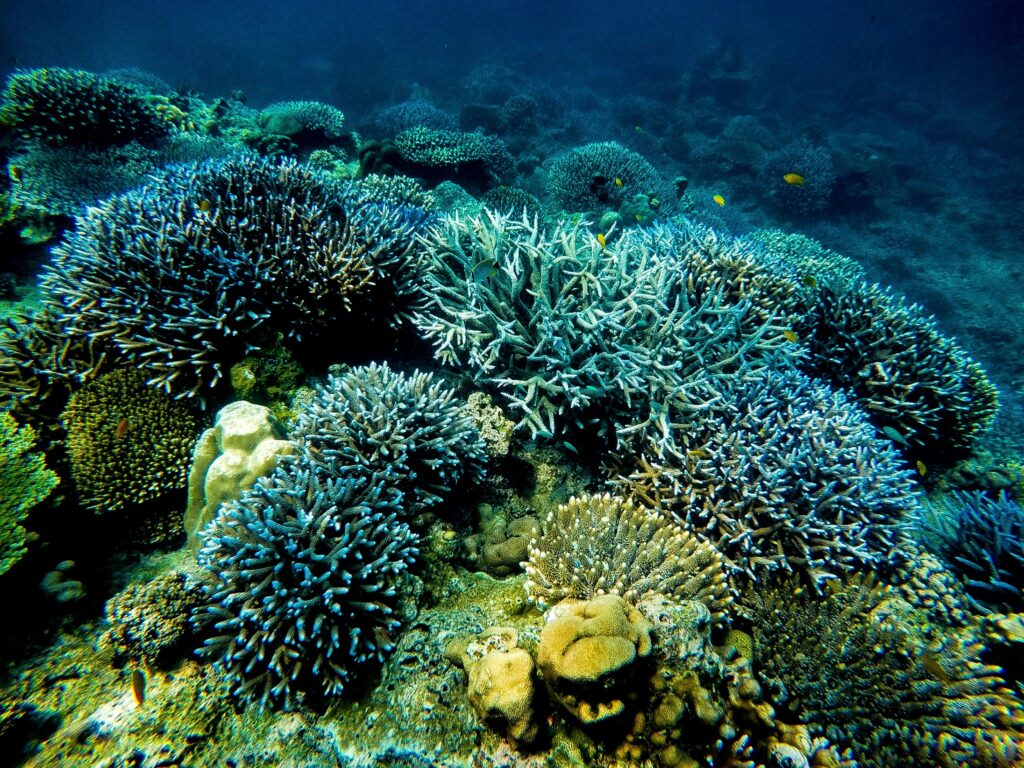 Gili islands snore